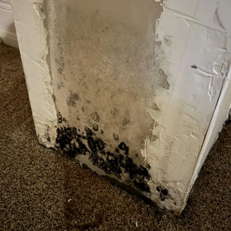 Professional Mold Removal in Livingston County, IL